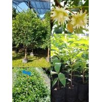 ราคา ต้นพิกุลทอง ต้นไม้มงคล ดอกหอม ดอกมีสรรพคุณทางยา ต้นกล้าเเข็งเเรงพร้อมปลูก (21171454474)