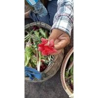 ราคา โสมชบา 3สี หัวต้น ให้เลือก โขดโสมชบา ไม้โขด ไม้หัว มินิมอล ชบาโสม โสมไก่โอก โสมชบาสีเหลือง โสมชบาสีชมพู โสมชบาสีแดง (14343573375)