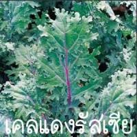 ราคา เคลแดงรัสเซีย ถูกที่สุด10บ เมล็ดred russian kale30 เมล็ด ปลูกง่าย โตไว อยู่ได้นาน (12692315448)