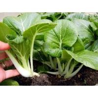 ราคา เมล็ดพันธุ์ เมล็ดกวางตุ้งเบบี้ กวางตุ้งเบบี้ ต้นขาว 1000 เมล็ด 10 เเถม 1 คละได้ (9471903733)