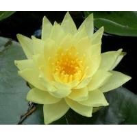 ราคา เมล็ดพัน เมล็ดบัวหลวง ดอกใหญ่ ของแท้ 100 บัวหลวง ดอกบัว ปลูกบัว เม็ดบัว สวนบัว บรรจุซองละ 8 เมล็ด (8098231156)