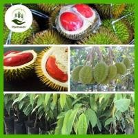 ราคา ต้นกล้าทุเรียนแดงอินโด ต้นกล้านำเข้าที่ให้ผลผลิตสูง ต้นทาบ (21007016413)