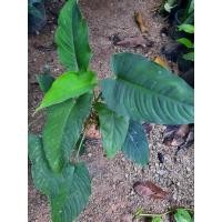 ราคา กวักพระพรหมเขียว ส่งแบบล้างราก (11386154520)