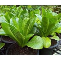 ราคา เมล็ดผักสลัดกรีนคอสผักกาดคอส Cos Lettuce บรรจุ200เมล็ด (10312428690)