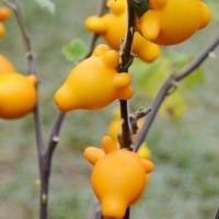 ราคา มะเขือมิกกี้เม้าส์ ถูกที่สุด 10 บ เมล็ดพันธุ์มะเขือมิกกี้เม้าส์10เมล็ด มะเขือการ์ตูน งอกง่าย โตไว สวยน่ารัก (13061296949)