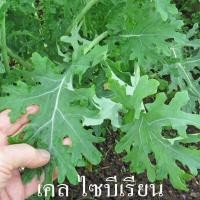 ราคา เคลไซบีเรียน ถูกที่สุด10 บ เมล็ดพันธุ์เคลไซบีเรียน 30 เมล็ด งอกง่าย โตไว ทานอร่อย (12345025012)