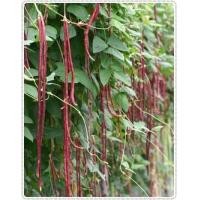 ราคา เมล็ดพันธุ์ เมล็ดถั่วฝักยาว ถั่วฝักยาวสีม่วง ถั่วฝักยาวสีแดง 300 เมล็ด 10 แถม 1 คละได้ (9117343572)