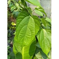 ราคา ใบถั่วดาวอินคา เก็บสดส่ง 100ใบ 100บาท ใบถั่วดาวอินคา สรรพคุณไม่ธรรมดา สมุนไพรไทย (18569813323)