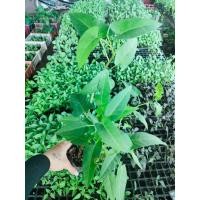 ราคา ต้นพันธุ์ ผักบุ้งนา ผักบุ้งแดงพันธุ์ไทยเกิดขึ้นเองตามธรรมชาติ ตามท้องนา นิยมนำมากินสด ๆ คู่กับส้มตำหรือน้ำพริก พร้อมปลูกถุงดำ 29 บาท (16799526624)