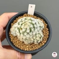 ราคา แมมขนนกสโนว์ สโนวแคป x แมมขนนกขาว Mammillaria Plumosa cv Snowแคคตัส กระบองเพชร cactus succulent (19994076536)