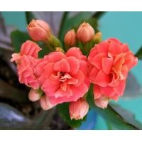 ราคา 35 เมล็ดพันธุ์ เมล็ด กุหลาบหินดอกซ้อน ไม้อวบน้ำ กุหลาบหิน Kalanchoe blossfeldiana Seed อัตราการงอกสูง 80 85 (11770199411)