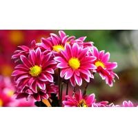ราคา เมล็ดเบญจมาศ เมล็ดดอกเบญจมาศ คละสี สีขาว สีชมพู สีเหลือง เมล็ดพันธุ์ 100 เมล็ด 39 บาท มีเก็บเงินปลายทาง (8116050329)