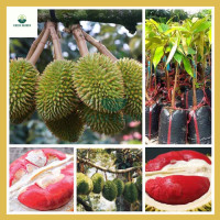 ราคา ทุเรียนแดงอินโด ทุเรียนแดงอินโด ต้นที่ต่อกิ่งสูง 60 80 ซม ปลูกง่าย ติดผลเร็ว มีกลิ่นหอมแรง และมีปล้องสีแดง (20639047560)