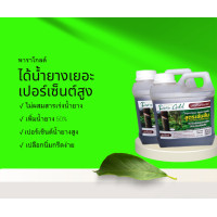 ราคา พาราโกลด์ ผลิตภัณฑ์อินทรีย์ ยาทาหน้ายางออก ปุ๋ยทาบำรุงหน้ายางพารา เพิ่มน้ำยาง เพิ่มเปอร์เซ็นต์ รักษาโรคหน้ายางตายนึ่ง แพ็คคู่ 2 ลิตร (20383193636)