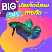 ราคา ปลากัดลาซาด้า ปลากัดป่าภาคอีสาน ฟอมแล้ว แต่งสวยแล้ว เกรดสวยๆเลยครับ แนะนำ ปลากัดโหดๆ ปลากัดป่า (12000926455)