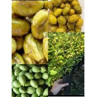 ราคา ต้นมะกอกน้ำหรือหมากแซว พันธุ์มะกอกน้ำ มะกอกดอง ติดผลดก นิยมนำไปดอง หรือแช่อิ่ม เป็นเพาะเมล็ด ชอบอยุ่ริมน้ำ ติดผลดก ตลอดปีจ้า (13754872458)