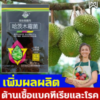 ราคา ต้านทานโรค เพิ่มผลผลิต WYI ไตรโคเดอร์มา ไตรโคเดอร์มาผง หัวเชื้อไตรโคเดอร์มา ไตรโคเดอมาน้ำ เชื้อราไตรโคมา ป้องกันและฆ่าเชื้อราพืชต่างๆ ส่วนผสมที่ปลอดภัย ไม่เป็นอันตรายต่อคนและสัตว์ ไตรโคเดอร์มาน้ำ ไตรโ