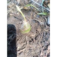 ราคา หัวว่านช้างผสมโขลงตัวผู้ ชุด 1 หัว ไม้หายาก (21139707108)