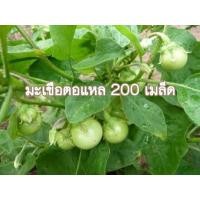 ราคา เมล็ดพันธุ์ มะเขือเปราะ ซุปเปอร์ มะเขือตอแหล Eggplant 200 เมล็ด (7860105273)