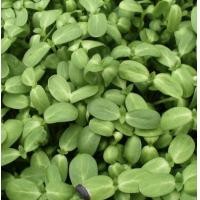 ราคา เมล็ดต้นอ่อนทานตะวัน ทานตะวันงอก (11682370025)