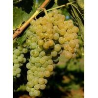 ราคา 1 ต้นองุ่น ติดตา พร้อมปลูก ทำรั้ว สายพันธุ์ พันธุ์ Trebbiano เทรบไบอาโน่ ต้นใหญ่ สูงขนาด 60 80 ซม รับประกันสินค้า (20957248240)