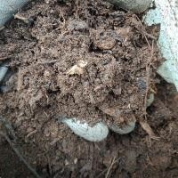 ราคา ดินใบก้ามปู ใบก้ามปู ดินก้ามปู ดินหมักใบก้ามปู ดินผสมใบก้ามปู ดินปลูกต้นไม้ ดินผสมสำเร็จรูปพร้อมปลูก ดินปลูกสูตรธรรมชาติ Just Bargains ไทย (16360649847)