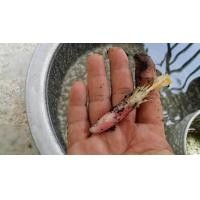 ราคา ดอกว่านดอกทอง Elettariopsis ว่านดอกทอง ว่านราคะ ว่านมหาเสนห์ ที่สุดแห่งว่านมหาเสน่ห์ สรรพคุณเมตตามหานิยม และมหาเสน่ห์ แบบแห้ง ถือเป็นว่านโบราณหายาก (1074874613)