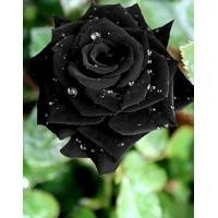ราคา 5 เมล็ด เมล็ดกุหลาบ สีดำ ดอกใหญ่ สายพันธุ์ เมล็ดกุหลาบ ดอกกุหลาบ Rose ปลูกกุหลาบ กุหลาบ อัตราการงอก70 80 Rose Seed มีคู่มือวิธีปลูก (9078622323)