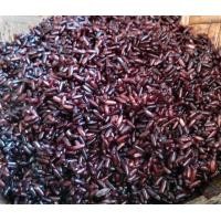 ราคา พันธุ์ข้าวสำหรับปลูกข้าวก่ำข้าวเหนียวดำลืมผัว (11701249894)