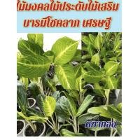 ราคา ไม้มงคล ไม้ประดับ คฑาทอง (16292201444)