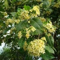 ราคา ต้นกันเกรา ต้นมันปลา ต้นตำเสา ต้นไม้มงคล ไม้ดอกสวยๆ ไม้ไทย ต้นสูง90cm 2ต้น 1ชุด (2966704606)