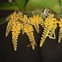 ราคา เอื้องช้างดำ Pomatocalpa spicata ดอกหอม กล้วยไม้หายาก ดอกสีเหลือง เลี้ยงง่าย ดอกบานทนทาน (13754945517)