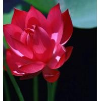 ราคา เมล็ดบัวดอกสีแดง ดอกใหญ่ ของแท้ เมล็ดพันธ์ุบัว ดอกบัว ปลูกบัว เม็ดบัว สวนบัว 9 เมล็ด (1777956076)