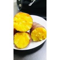 ราคา มันหวานญี่ปุ่น Beni haruka หวาน หอม เนื้อเหลือง 5 kg นำเข้า (19588126314)