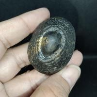 ราคา เบี้ยแก้เครื่องรางเก่าของขลังสำหรับแก้คุณไสย์มนต์ดำและยาสั่ง เขย่าดังของมีน้อย (13393131406)