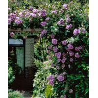 ราคา 12 Climber Roses Seeds เมล็ดกุหลาบ ต้นไม้ประดับบ้าน กุหลาบเลื้อย สายพันธุ์ Angel Face ดอกสีม่วง (20648588560)