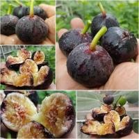 ราคา Figs Plant ต้นมะเดื่อฝรั่ง พันธุ์ อิรักกี้ Iragi อร่อย หวาน หอมมากๆ ต้นสมบูรณ์มาก รากแน่นๆ จัดส่งเป็นต้นไม่ใช่กิ่งชำ จัดส่งพร้อมกระถาง 6 นิ้ว ลำต้นสูง 45 50 ซม (1325342788)
