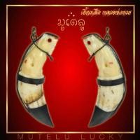 ราคา เขี้ยวเสือแกะ เขี้ยวเสือ หลวงพ่อรวย วัดตะโก อ ภาชี จ อยุธยา เลี่ยมพร้อมห้อยคอ (17452333981)
