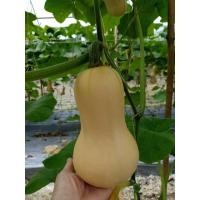 ราคา เมล็ดฟักทอง บัตเตอร์นัท Waltham Butternut Squash บรรจุชุดละ 10 เมล็ด (7840518278)