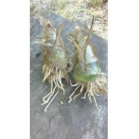 ราคา 3หัวใหญ่พิเศษ ชุด ว่านช้างผสมโขลง (8000070053)