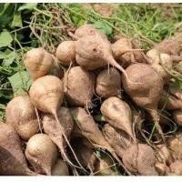 ราคา เมล็ดพันธุ์ มันแกว มันตะเภา มันละแวก เมล็ดมันแกว 300 เมล็ด 10 เเถม 1 คละได้ (10731450125)