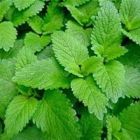 ราคา เมล็ดพันธุ์ เลม่อนบาล์ม มินต์ Lemon Balm Seed บรรจุ 500 เมล็ด คุณภาพดี ราคาถูก ของแท้ 100 (4047660441)