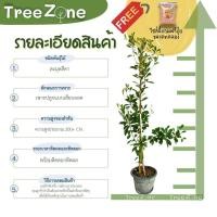 ราคา ต้นละมุดสีดา สูง 120 200cm พันธุ์โบราณหากยาก สรรพคุณฟื้นฟูร่างกาย เกรดพรีเมียม ประกันพันธุ์แท้100 (19705881135)