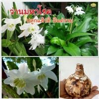 ราคา 1 หัว ว่านมหาโชค นำพาโชคลาภและชื่อเสียงเกียรติยศมาให้กับผู้ปลูก ดีนักสำหรับนักเสี่ยงโชค (21214903538)