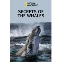 ราคา หนัง DVD ออก ใหม่ Secrets of the Whales 2021 ความลับของเหล่าวาฬ เสียง อังกฤษ ซับ ไทย DVD ดีวีดี หนังใหม่ (20538197881)