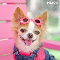 ราคา FLOWER SUNGLASSES แว่นตาสำหรับน้องหมาน้องแมว (21047288562)