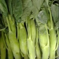 ราคา คะน้าเห็ดหอมยักษ์ ถูกที่สุด6บ เมล็ดพันธุ์คะน้าเห็ดหอม 100 เมล็ด ก้านยักษ์ อวบอิ่ม ปลูกง่าย ทานอร่อย (19104466402)