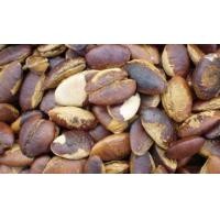 ราคา ต้นพันธุ์กระบกหรือต้นพูนทรัพย์ ไม้มงคล ไม้ยืนต้นใหญ่ ทำไม้ล้อม ราคา 79 บาท (12604150856)