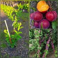 ราคา ต้นเชอรี่ดอยหรือลูกไหน สายพันธุ์แท้100 เนื้อเป็นสีม่วง ผลดก ลูกใหญ่เท่าเหรียญ 10 รสชาติเปรี้ยว วิตามินซีสูง เนื้อแน่น กรอบ เม็ดเล็ก (19721249594)