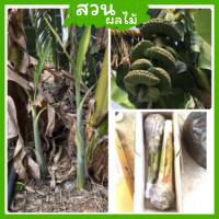 ราคา ต้นกล้วยเทพพนม เพาะเนื้อเยื่อ ปลูกง่าย ให้ผลหวานอร่อย (17353401462)